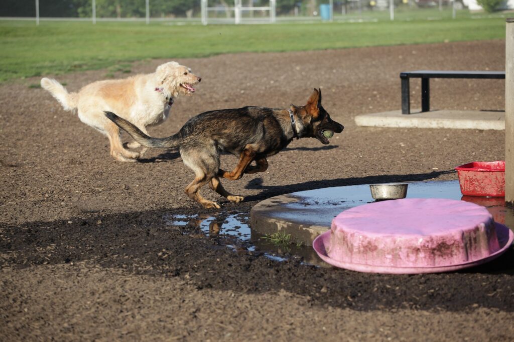dog-4988416_1920