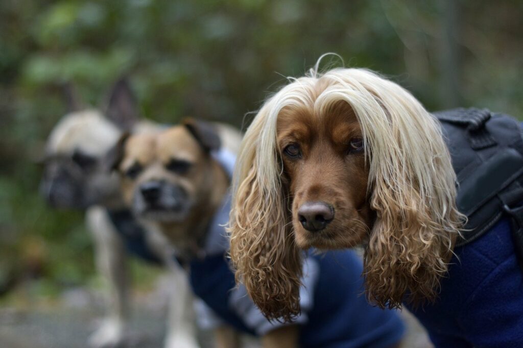 dogs-8432053_1280